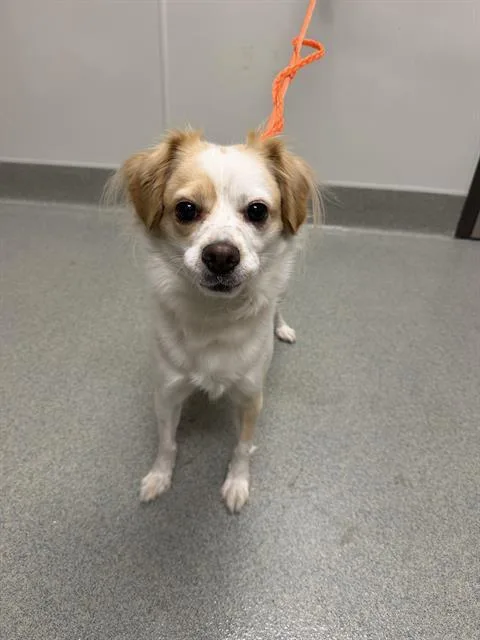 A young small-sized male Chihuahua dog named Pooh for adoption in Ontario, CA