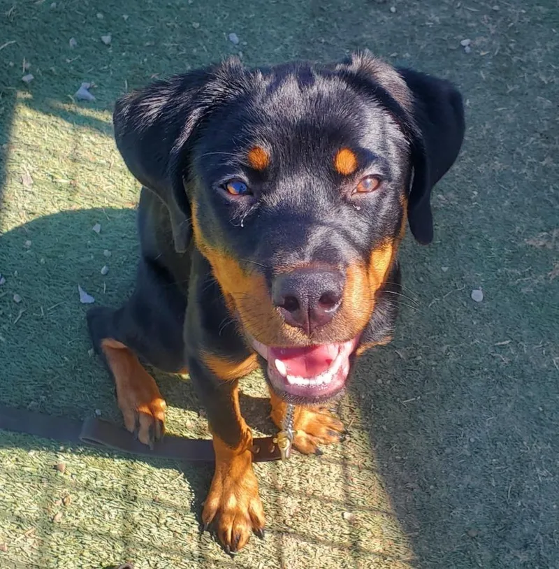 A young large-sized female Black Rottweiler dog named Luna for adoption in Oswego, IL