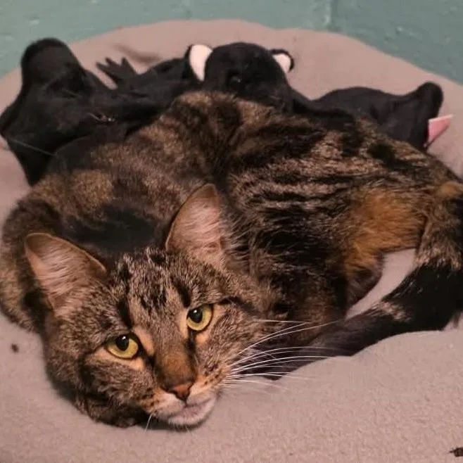 Frostina thumbnail 2