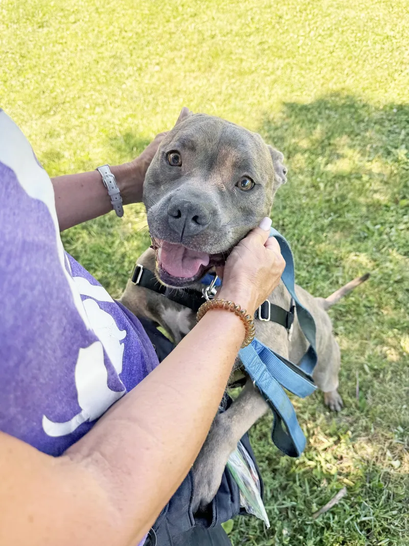 An adult large-sized male Mixed Breed dog named Jocko  Couch Potato for adoption in Oshkosh, WI