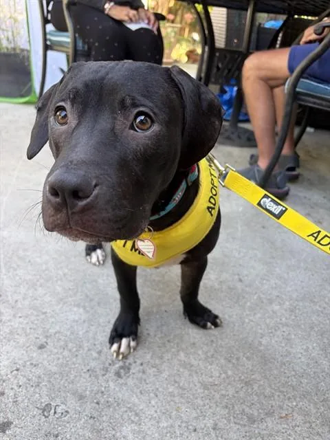 A young small-sized male Pit Bull Terrier dog named Messi for adoption in San Jose, CA