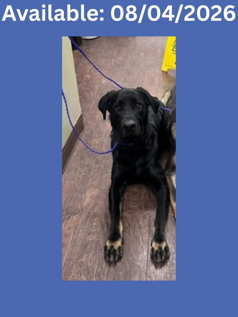 A baby medium-sized male Shepherd dog named Dog Kennel Onyx for adoption in Greenville, TX