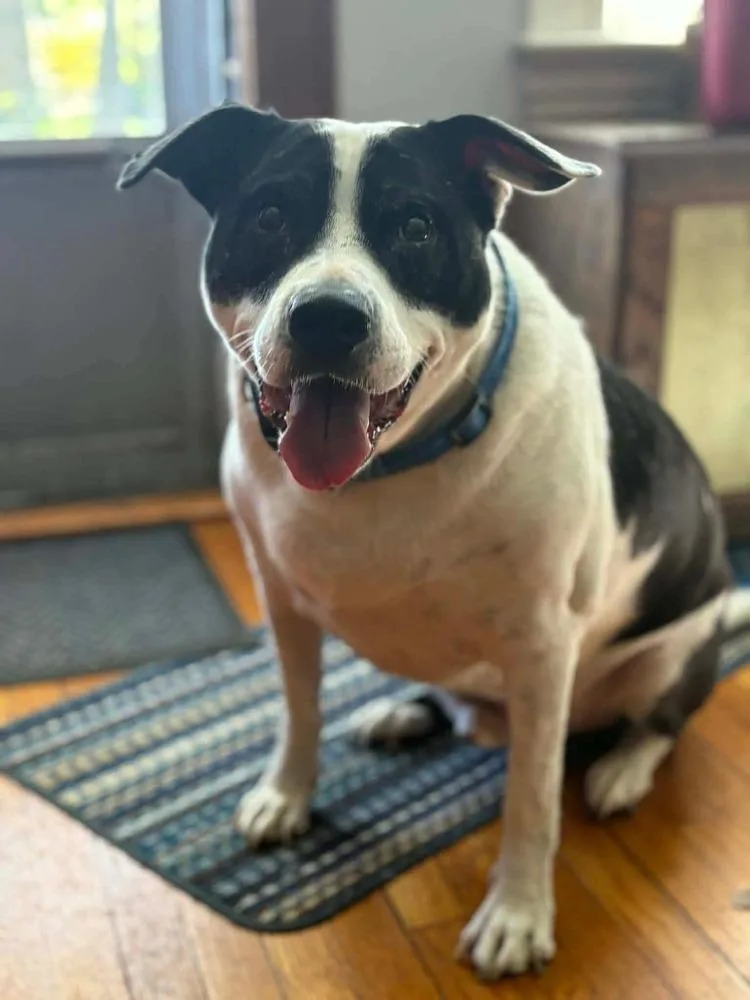 An adult large-sized male Tricolor (Brown, Black, & White) English Bulldog dog named Cash for adoption in Amherst, NY