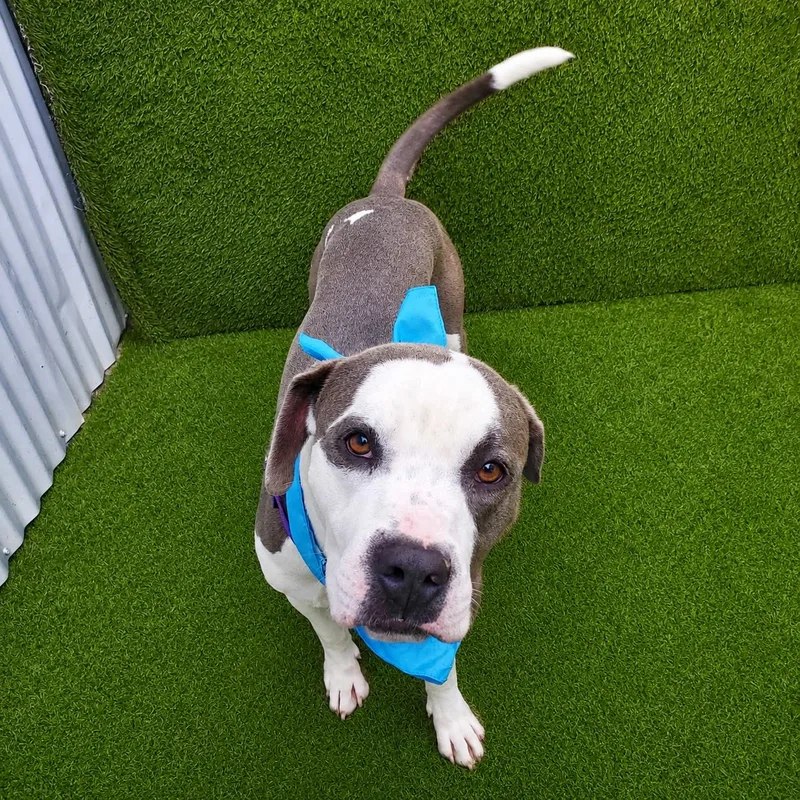 A young medium-sized male Gray / Blue / Silver American Staffordshire Terrier dog named Felix for adoption in Oak Point, TX