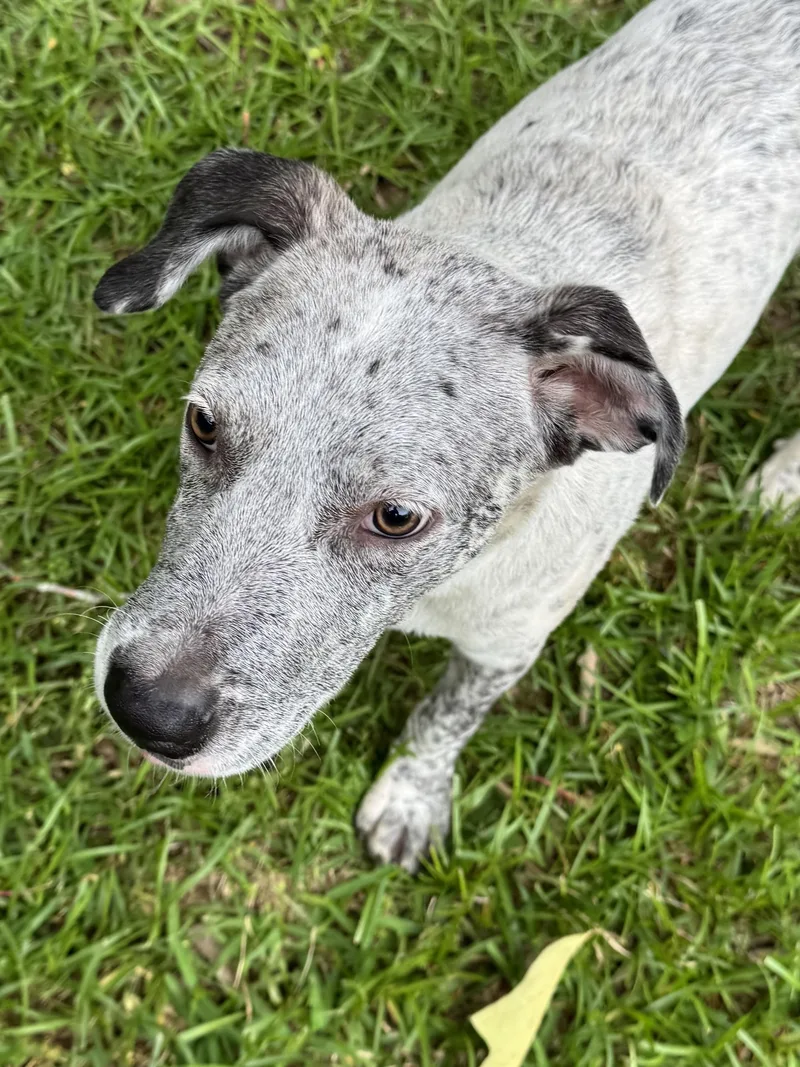 A young medium-sized male Black Australian Cattle Dog / Blue Heeler dog named Rango for adoption in Alexandria, LA