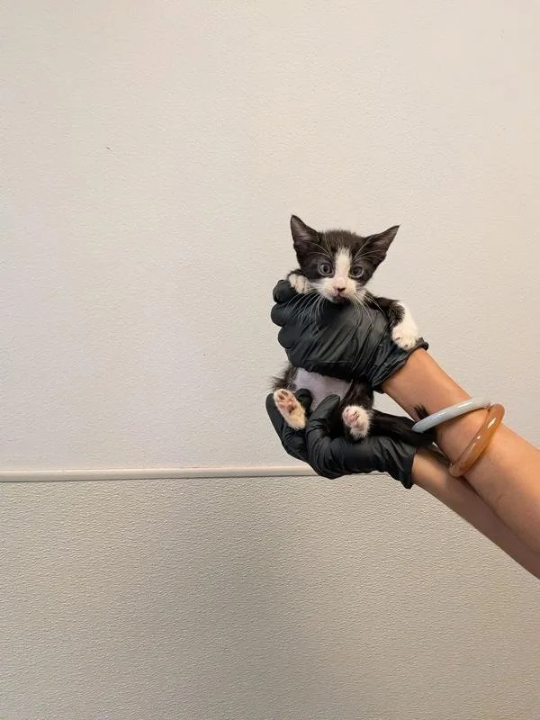 A baby small-sized male Domestic Short Hair cat named Cosmo for adoption in San Diego, CA