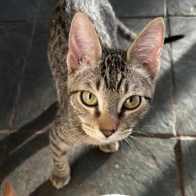 Tantrum  Jr. Nn thumbnail 2