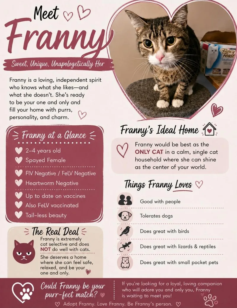 An adult medium-sized female Tabby (Gray / Blue / Silver) American Bobtail cat named Franny for adoption in Central City, KY