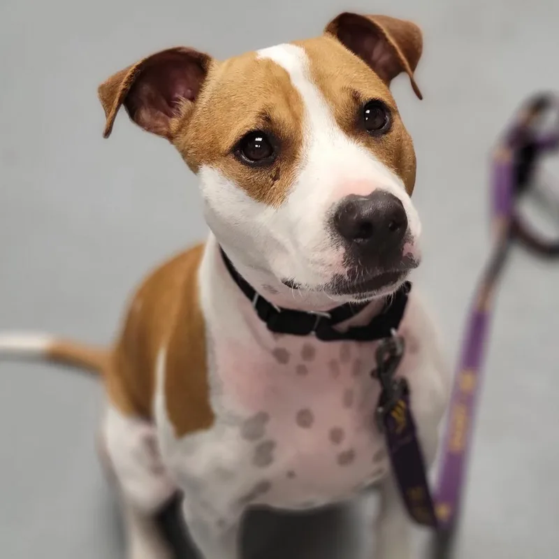 An adult medium-sized male Yellow / Tan / Blond / Fawn Mixed Breed dog named Cedar for adoption in Sarasota, FL