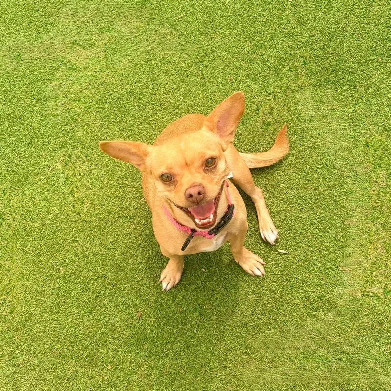 An adult small-sized female Yellow / Tan / Blond / Fawn Mixed Breed dog named Jolene for adoption in Las Cruces, NM