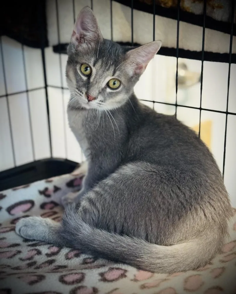 A baby small-sized male Gray / Blue / Silver Domestic Short Hair cat named Dusty for adoption in Jackson, GA