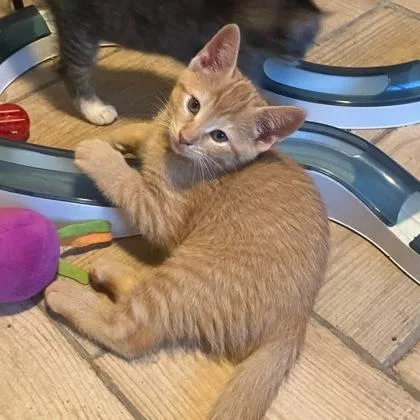 A baby small-sized male Domestic Short Hair cat named Lazenby for adoption in Wheaton, IL