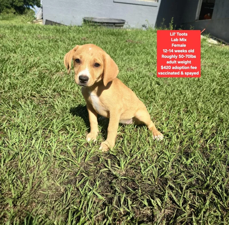Lil' Toots