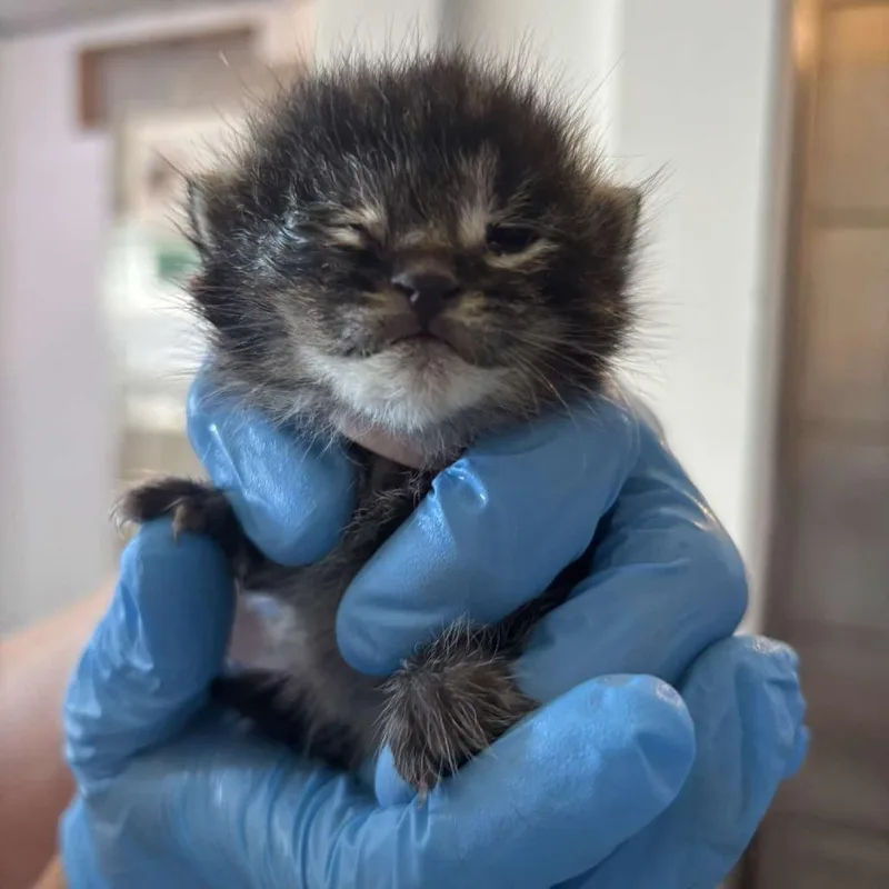 A baby small-sized male Brown / Chocolate Domestic Short Hair cat named Tobey Maguire for adoption in Glenwood, MN