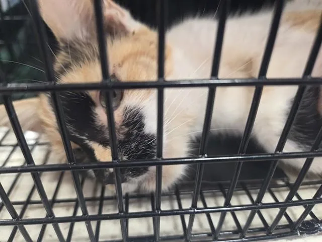 An adult medium-sized female Domestic Short Hair cat named The Pythia for adoption in Louisville, KY