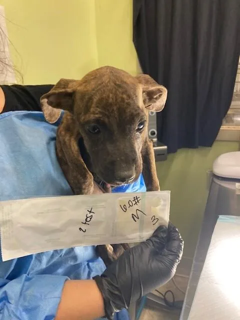 A young large-sized male Brindle Mixed Breed dog named Aster for adoption in Cincinnati, OH