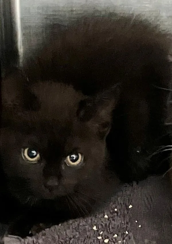 A baby small-sized female Domestic Short Hair cat named Udon for adoption in Staten Island, NY