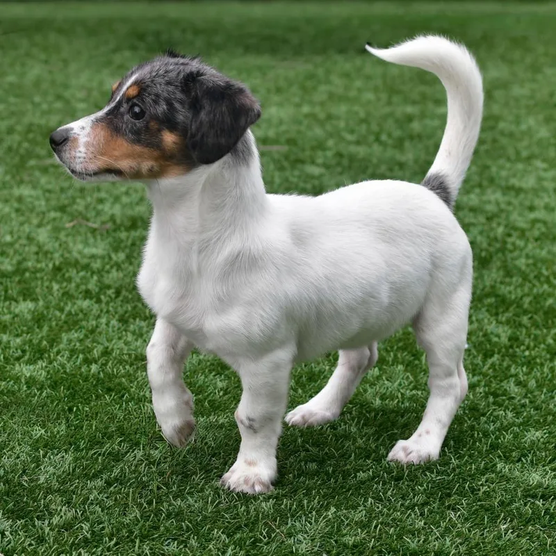 A baby small-sized male Gray / Blue / Silver Dachshund dog named Rowan for adoption in Ottawa, KS