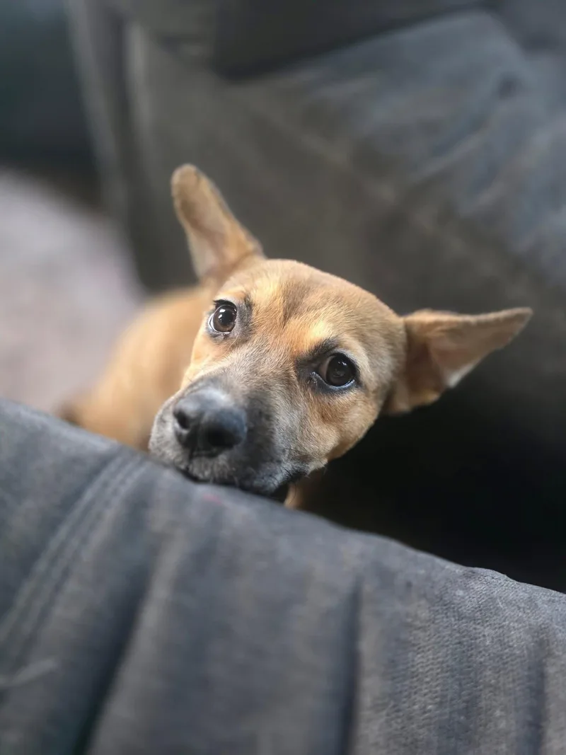 A baby medium-sized female German Shepherd Dog dog named Clementine for adoption in New London, WI