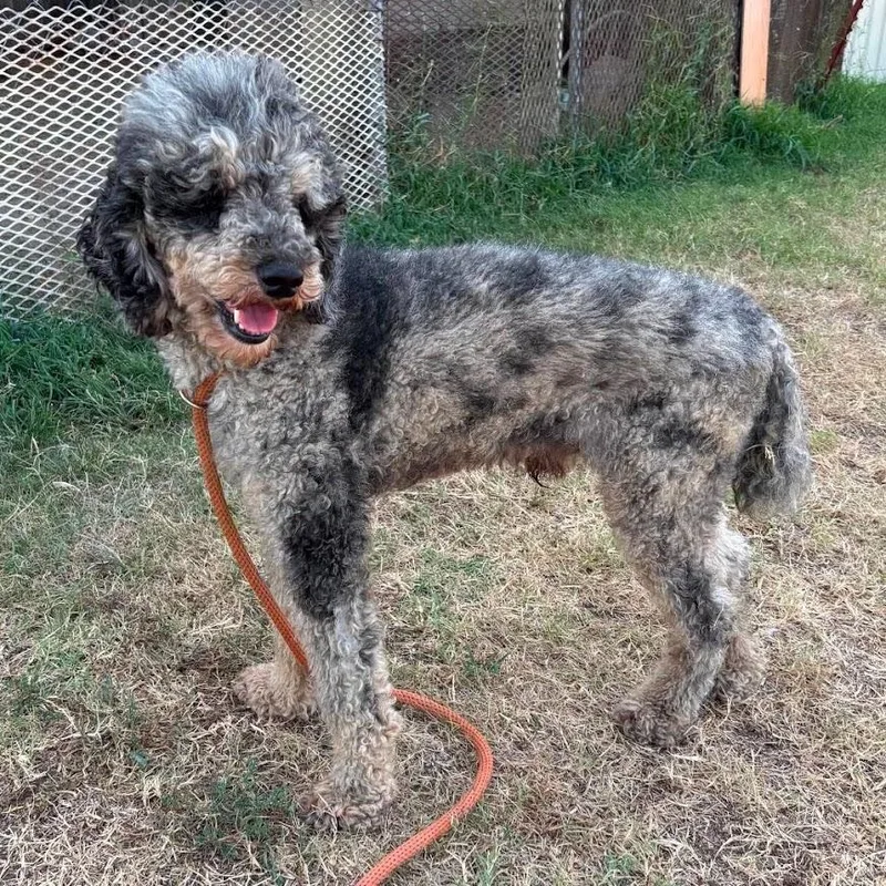 A baby small-sized male Poodle dog named Charleston for adoption in Zimmerman, MN