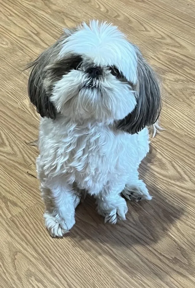An adult medium-sized female Shih Tzu dog named Prissy for adoption in Marietta, GA