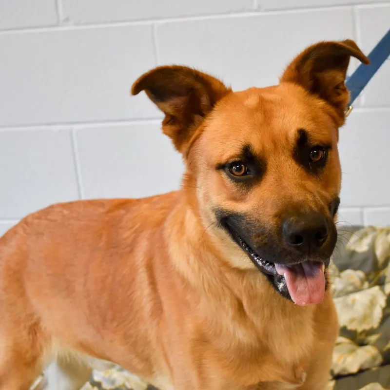 An adult large-sized male Mixed Breed dog named Bizarro for adoption in Fairport, NY