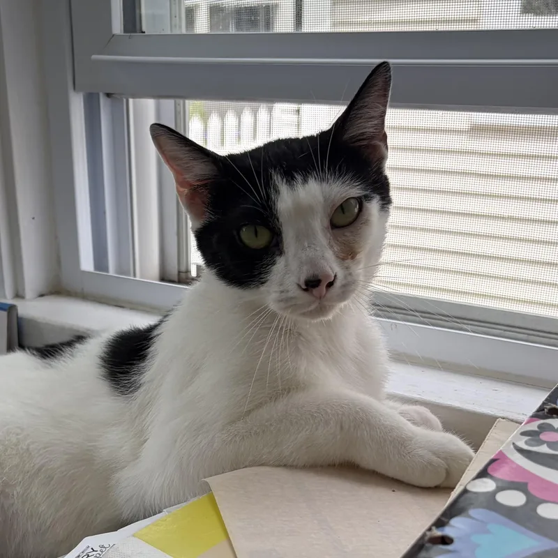 A young medium-sized male Domestic Short Hair cat named Kenny Rogers for adoption in East Amherst, NY