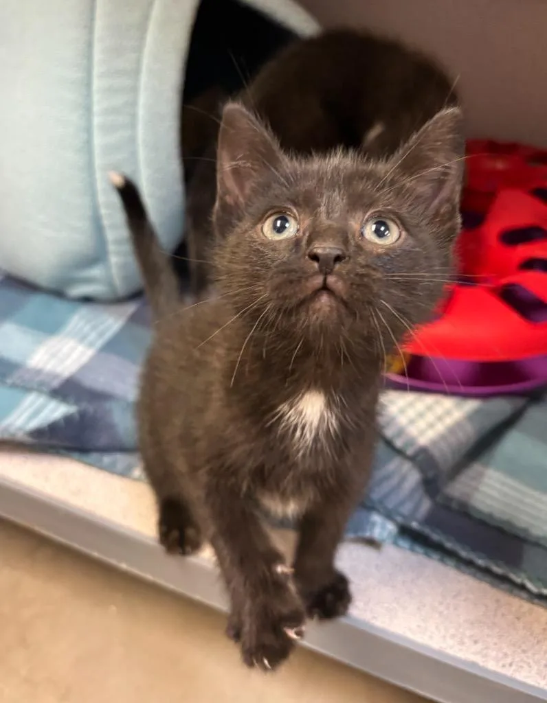 Biscuit