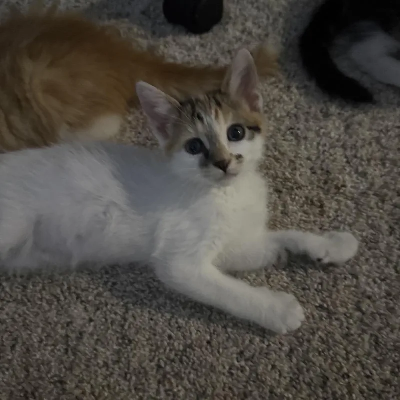 A baby small-sized female Calico Domestic Short Hair cat named Galadriel for adoption in Sunnyvale, CA