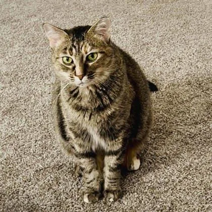 An adult small-sized female Brown / Chocolate Domestic Short Hair cat named Edith Anne for adoption in Atlanta, GA