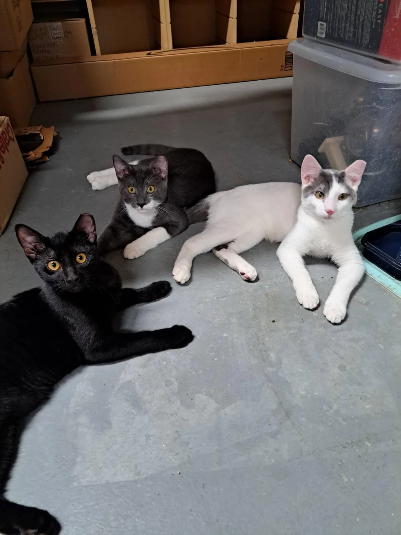 A young medium-sized male Gray & White Domestic Short Hair cat named Jules for adoption in McKinney, TX