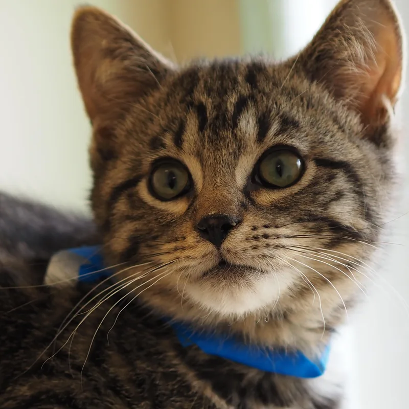 A baby medium-sized male Domestic Short Hair cat named Emmett for adoption in Buena Vista, CO