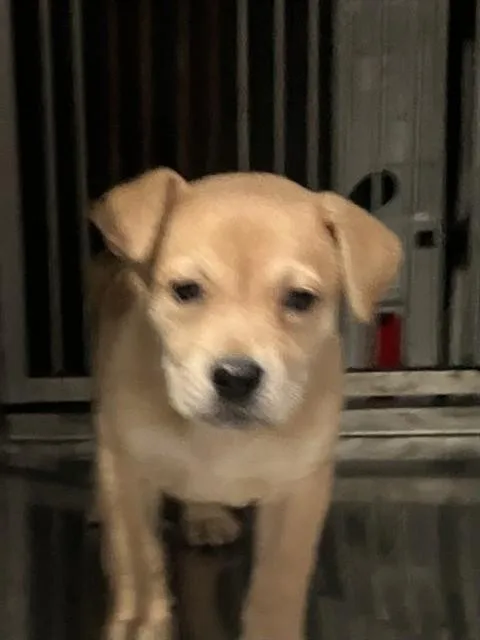 A baby small-sized female Mixed Breed dog named Coco for adoption in Dallas, TX