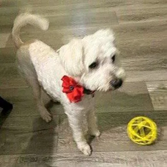 A young small-sized female Poodle dog named Sophie Bondedtorubi for adoption in Houston, TX