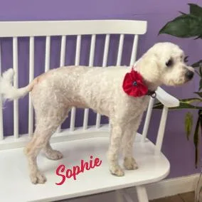 Sophie Bondedtorubi thumbnail 2