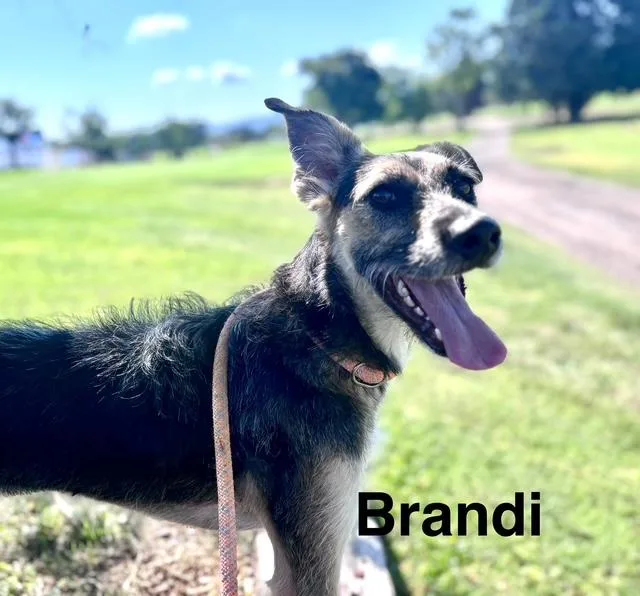 A young medium-sized female Australian Cattle Dog / Blue Heeler dog named Scottie for adoption in Albuquerque, NM