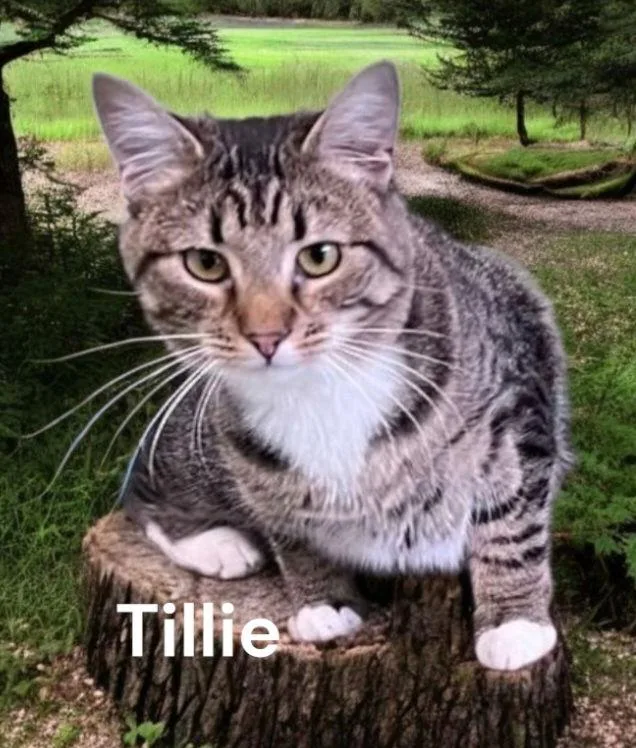 Tillie