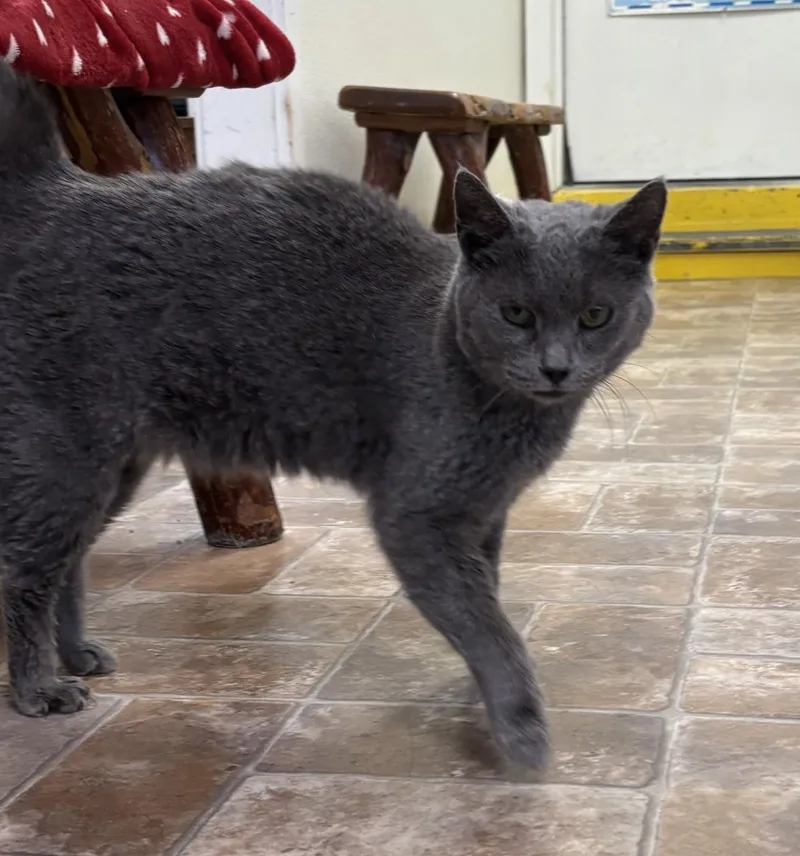 An adult medium-sized female Domestic Short Hair cat named Amelia for adoption in Altoona, PA
