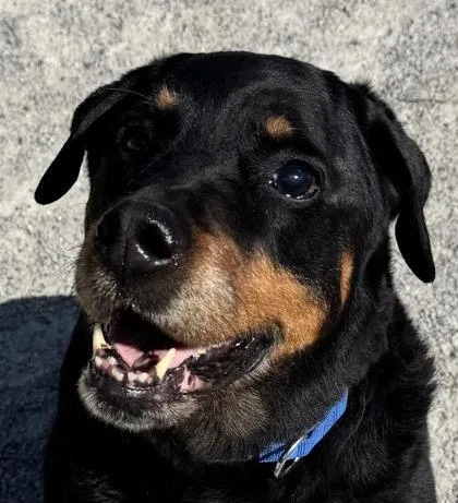 An adult large-sized female Mixed Breed dog named Sadie for adoption in Fairfax, VA