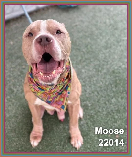 An adult medium-sized male Brown / Chocolate Pit Bull Terrier dog named Moose for adoption in Marietta, GA