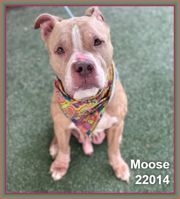 Moose thumbnail 2