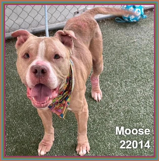 Moose thumbnail 3
