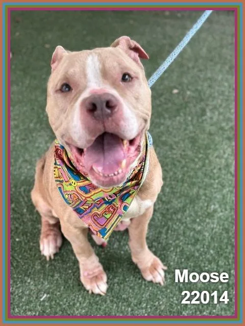 Moose thumbnail 4