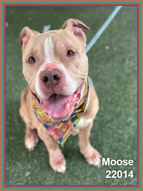 Moose thumbnail 5