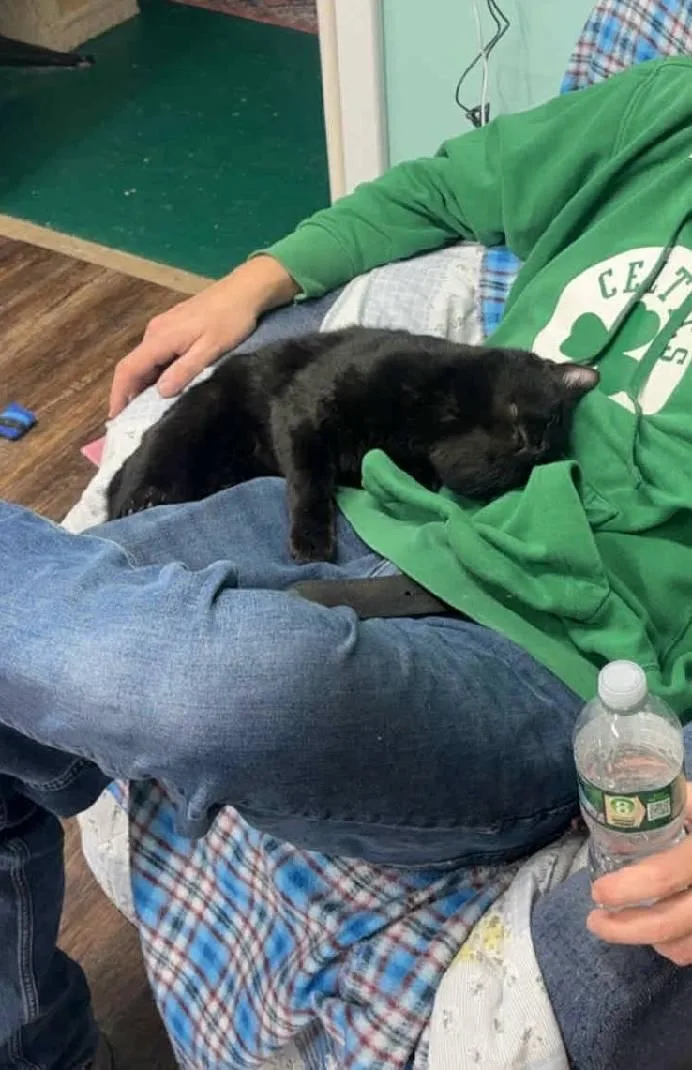 An adult large-sized male Black Domestic Short Hair cat named Nick for adoption in Caribou, ME