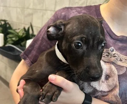 A baby large-sized male Mixed Breed dog named Twilight for adoption in Munster, IN