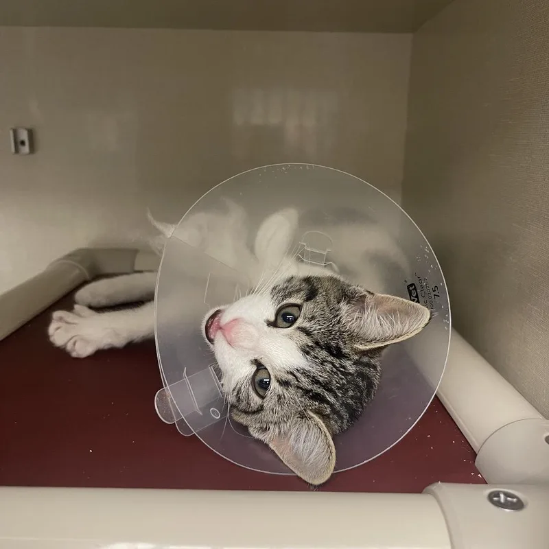 A baby small-sized female White Domestic Short Hair cat named Sybyl Ludington for adoption in Mentor, OH