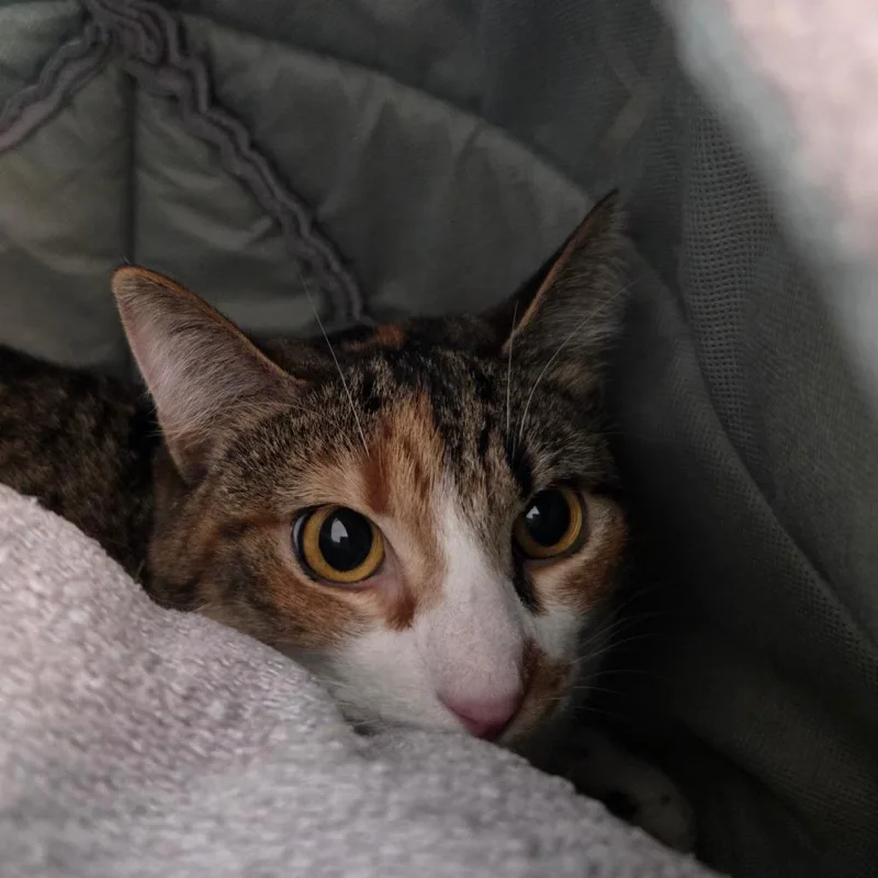 An adult medium-sized female Calico Domestic Short Hair cat named Foxy for adoption in Bentonville, AR