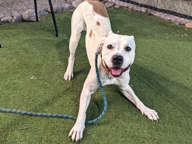 An adult large-sized male Pit Bull Terrier dog named Hopper for adoption in Phoenix, AZ