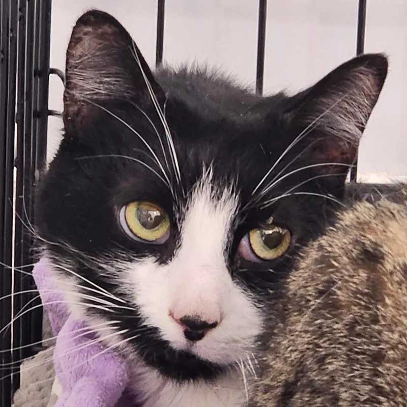 A senior large-sized male Black Domestic Short Hair cat named Beans for adoption in Middletown, NY